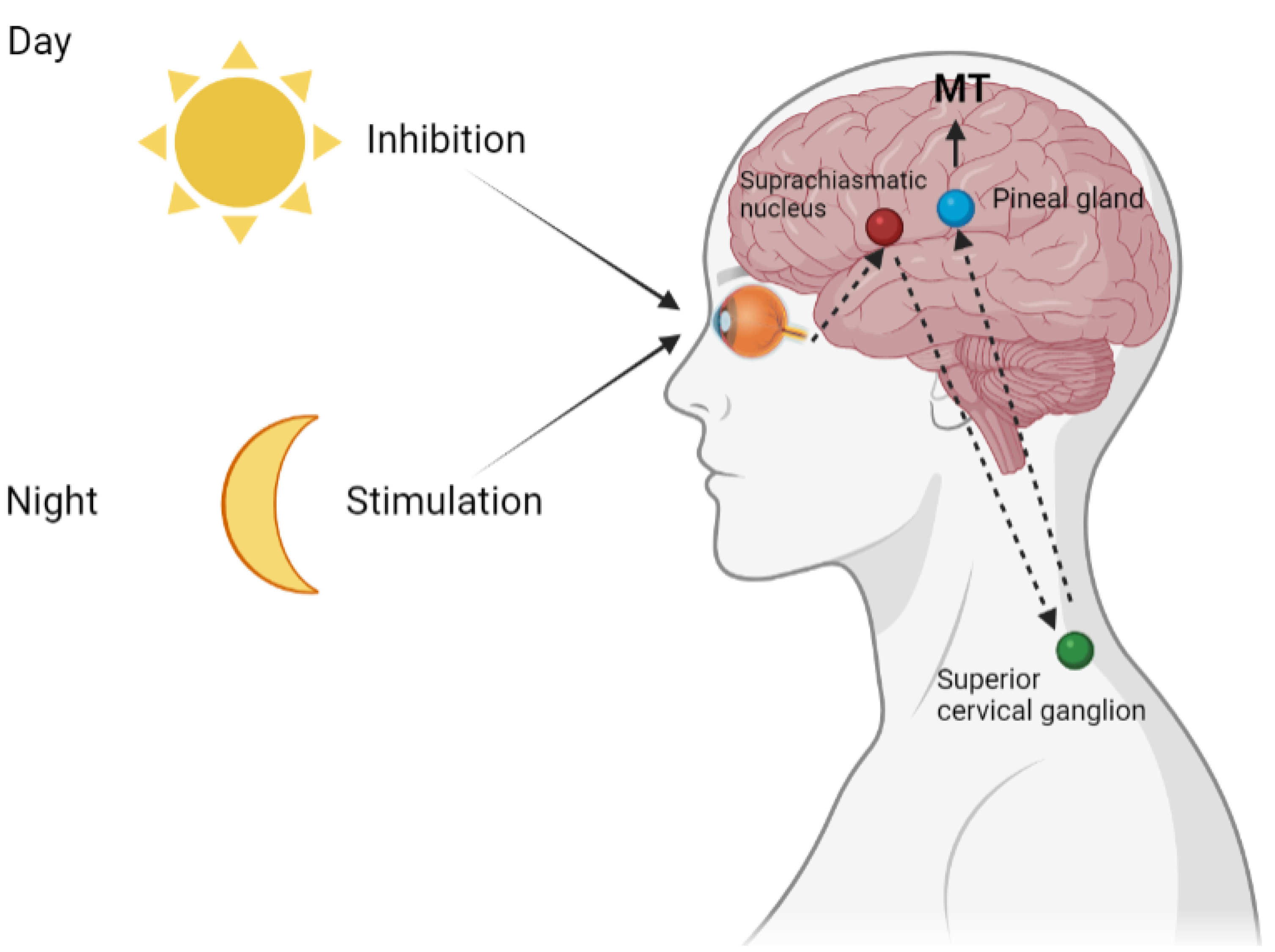 Melatonin: Not Just a Sleep Hormone—A Master Antioxidant